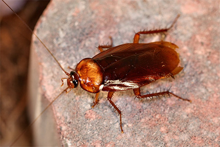 Cockroach
