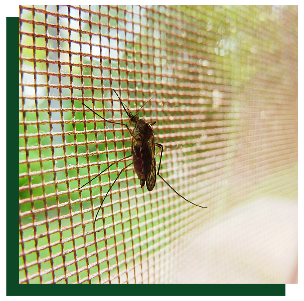 mosquito